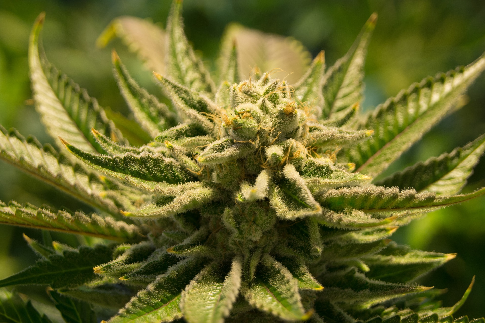 Cannabis-Legalisierung erst 2024? Experte sieht Ampel vor großen Problemen