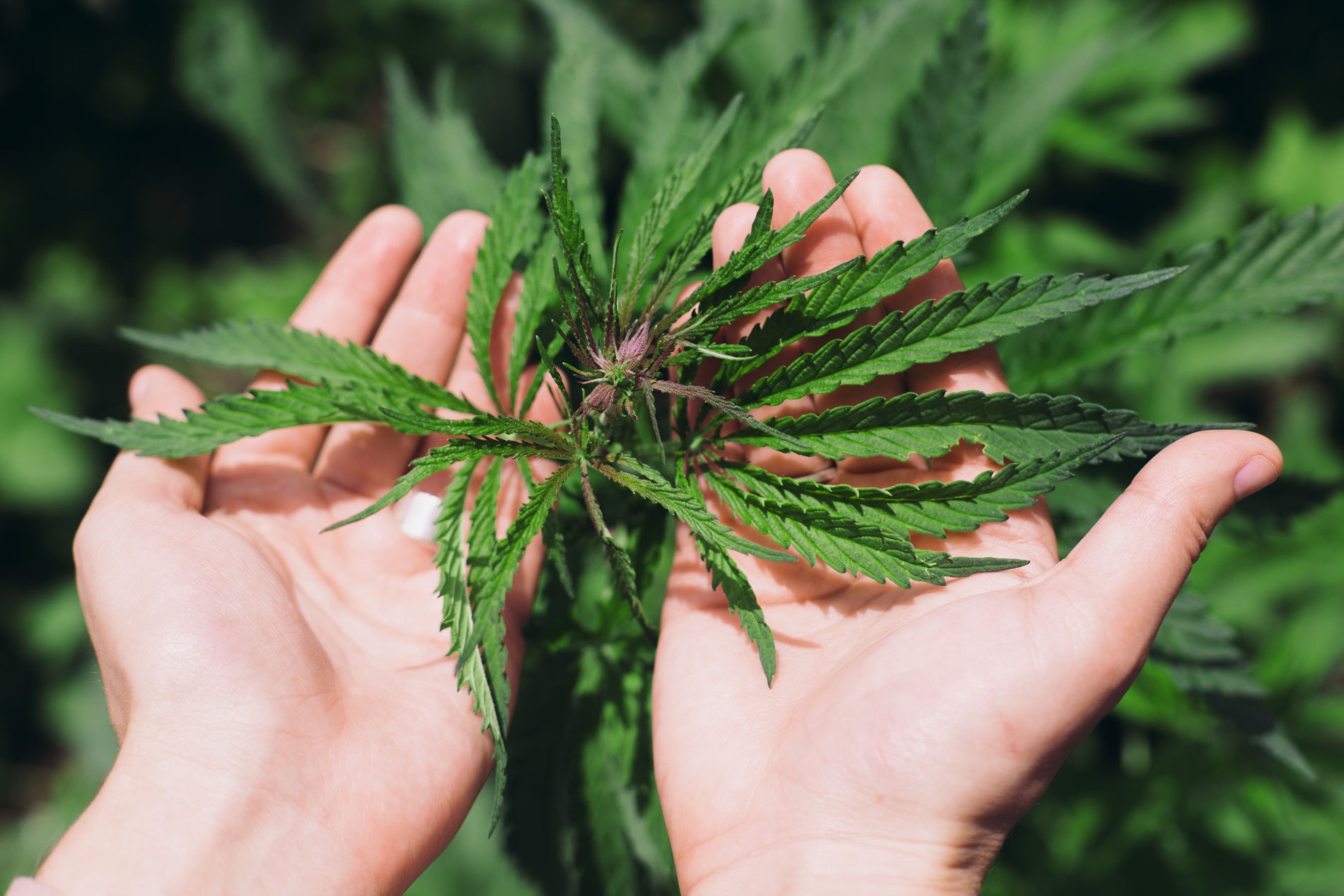 Cannabis-Industrie freut sich auf Legalisierung