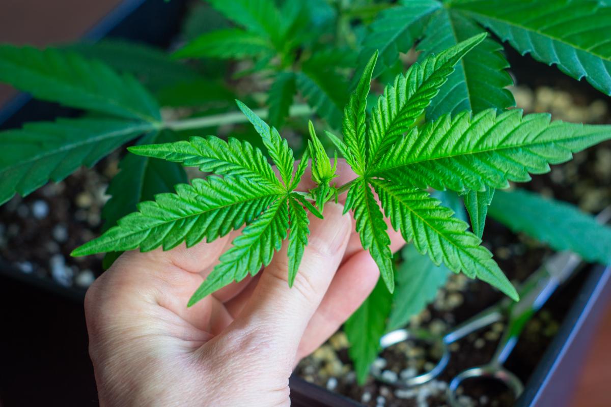 Union warnt vor Folgen von Cannabislegalisierung
